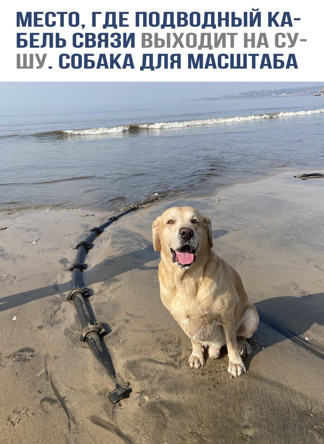 МЕСТО, ГДЕ ПОДВОДНЫЙ КАБЕЛЬ СВЯЗИ ВЫХОДИТ НА СУШУ. СОБАКА ДЛЯ МАСШТАБА.