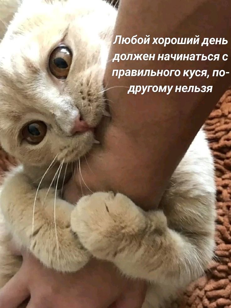 Любой хороший день должен начинаться с правильного кусь, по-другому нельзя