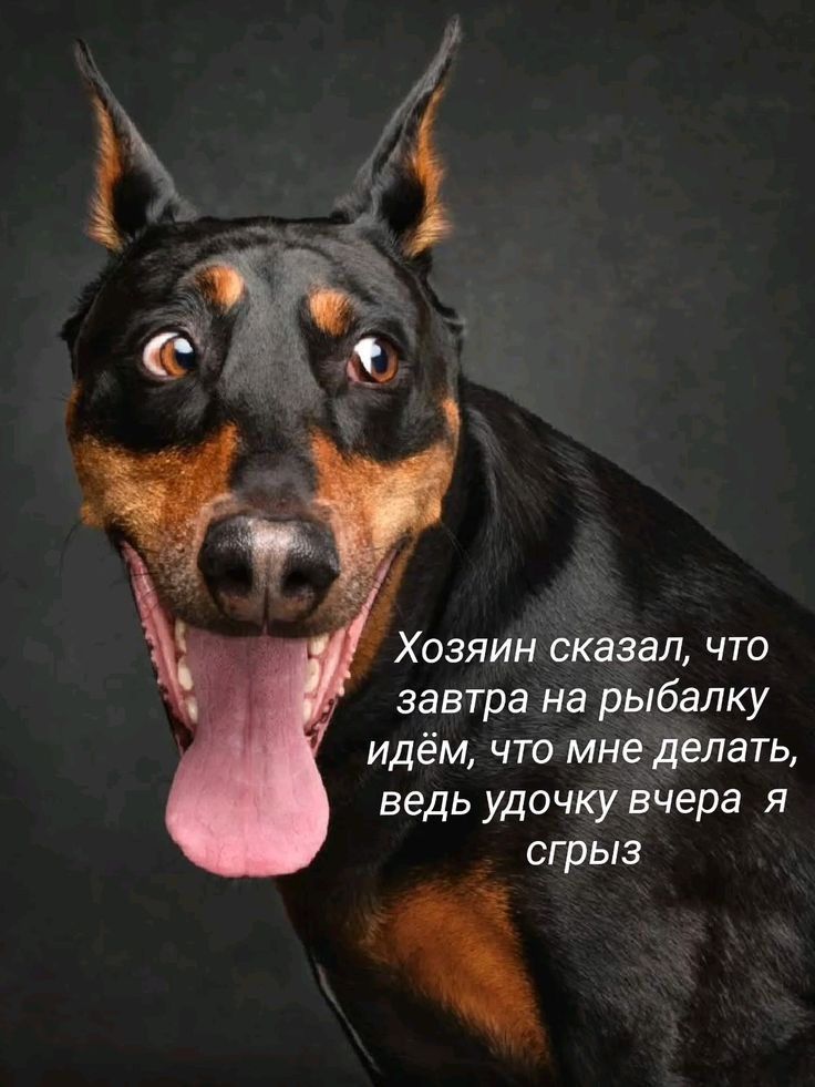Хозяин сказал, что завтра на рыбалку идём, что мне делать, ведь удочку вчера я сгрызз