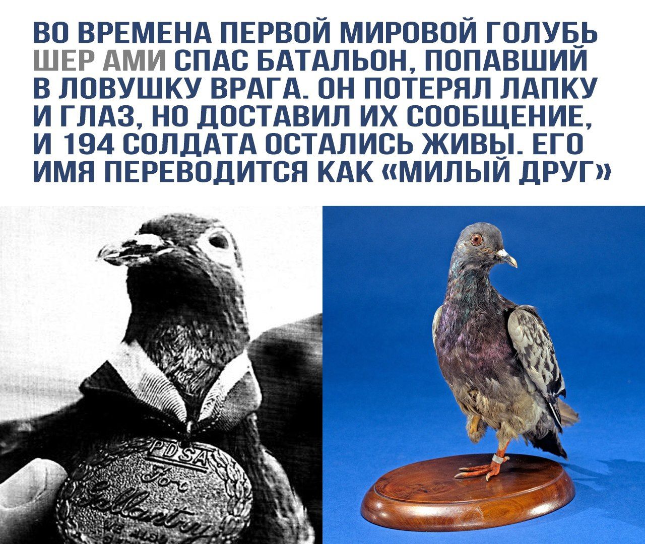 Во время первой мировой голубь Шер Ами спас батальон, попавший в ловушку врага. Он потерял лапку и глаз, но доставил их сообщение, и 194 солдата осталось живы. Его имя переводится как «милый друг»