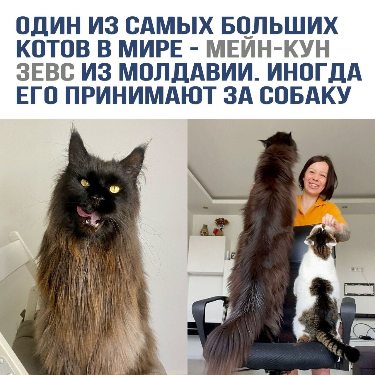 ОДИН ИЗ САМЫХ БОЛЬШИХ КОТОВ В МИРЕ - МЕЙН-КУН ЗЕВС ИЗ МОЛДОВИИ. ИНОГДА ЕГО ПРИНИМАЮТ ЗА СОБАКУ.