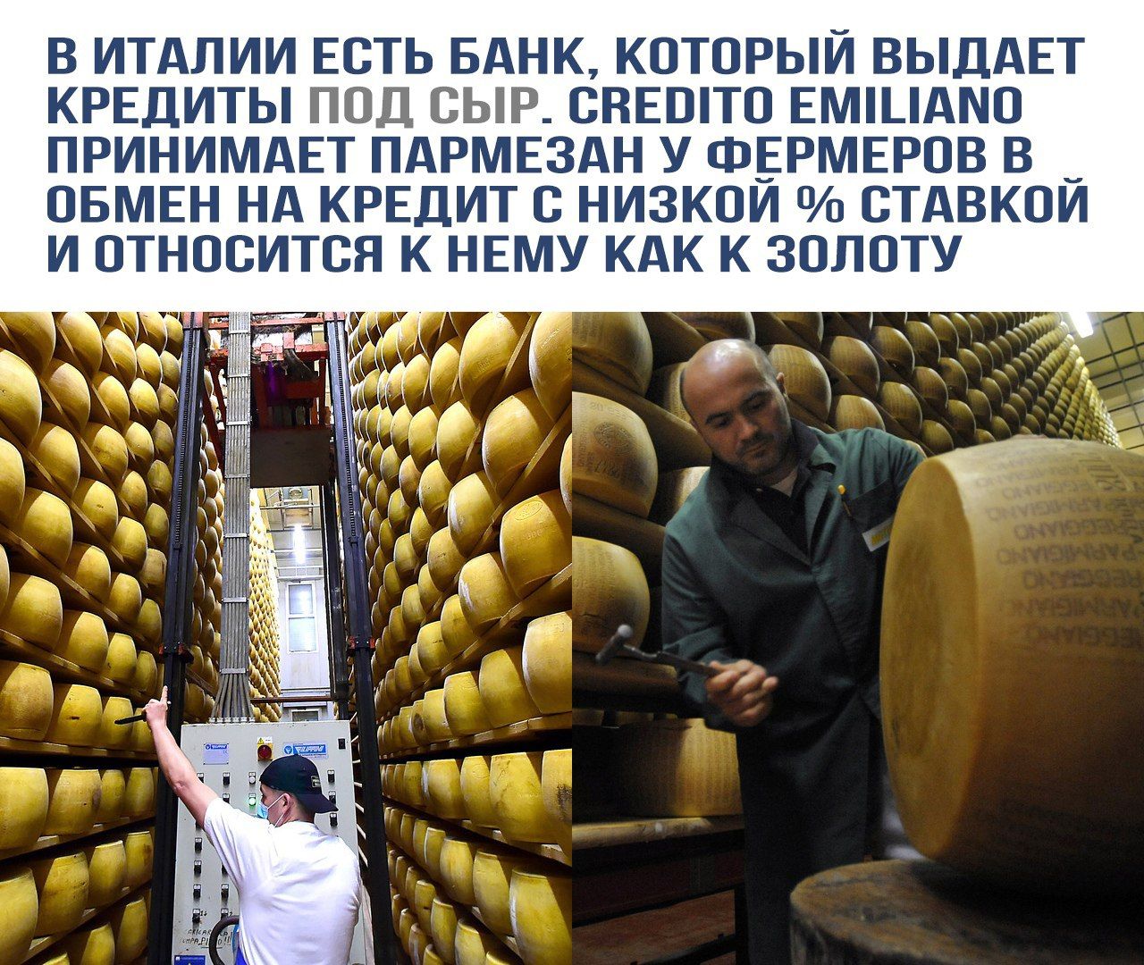 В ИТАЛИИ ЕСТЬ БАНК, КОТОРЫЙ ВЫДАЁТ КРЕДИТЫ ПОД СЫР. CREDITO EMILIANO ПРИНИМАЕТ ПАРМЕЗАН У ФЕРМЕРОВ В ОБМЕН НА КРЕДИТ С НИЗКОЙ % СТАВКИ И ОТНОСИТСЯ К НЕМУ КАК К ЗОЛОТУ.