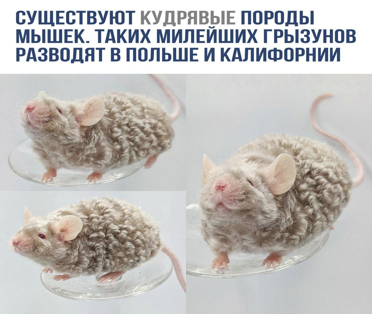 Существуют кудрявые породы мышек. Таких милейших грызунов разводят в Польше и Калифорнии.
