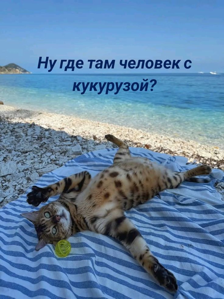 Ну где там человек с кукурузой?
