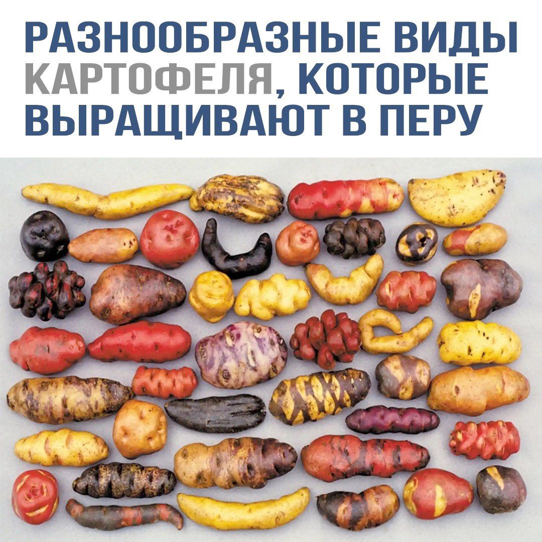 РАЗНООБРАЗНЫЕ ВИДЫ КАРТОФЕЛЯ, КОТОРЫЕ ВЫРАЩИВАЮТ В ПЕРУ