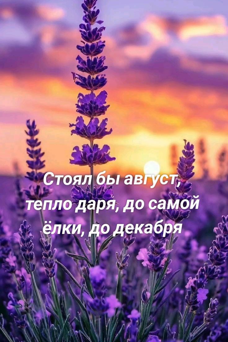 Стоял бы август, тепло даря, до самой ёлки, до декабря