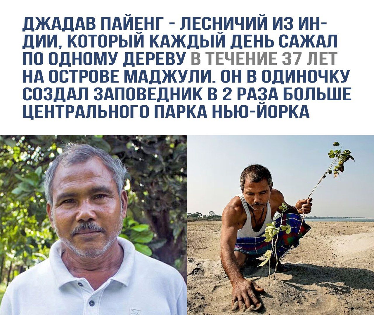 ДЖАДАВ ПАЙЕНГ - ЛЕСНИЧИЙ ИЗ ИНДИИ, КОТОРЫЙ КАЖДЫЙ ДЕНЬ САЖАЛ ПО ОДНОМУ ДЕРЕВУ В ТЕЧЕНИЕ 37 ЛЕТ НА ОСТРОВЕ МАДХУДЖУЛИ. ОН В ОДИНОЧКУ СОЗДАЛ ЗАПОВЕДНИК В 2 РАЗА БОЛЬШЕ CENTRAL PARK НЬЮ-ЙОРКА.