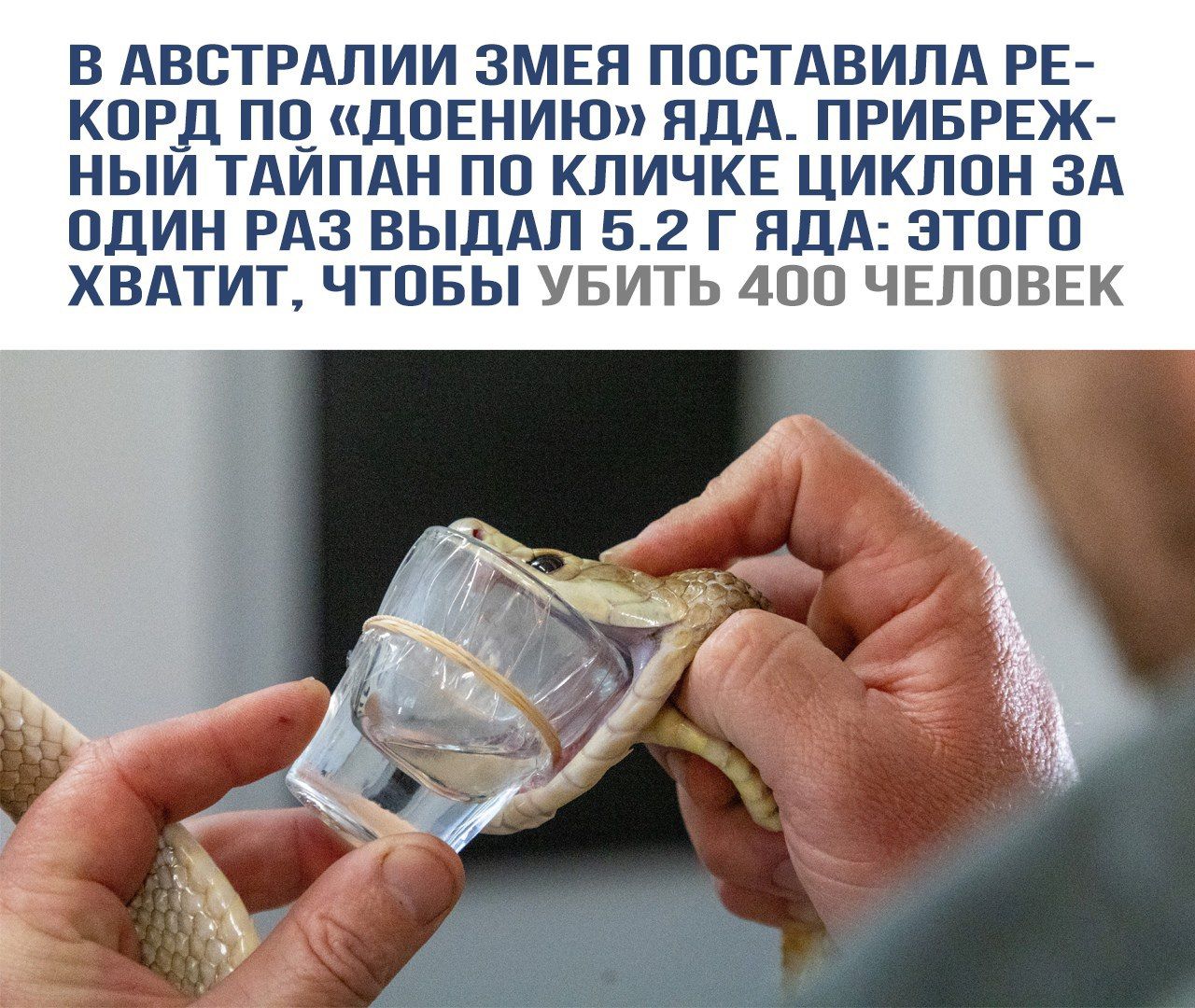 В Австралии змея поставила рекорд по «доению» яда. Прибрежный тайпан по кличке Циклон за один раз выдал 5.2 г яда: этого хватит, чтобы убить 400 человек.