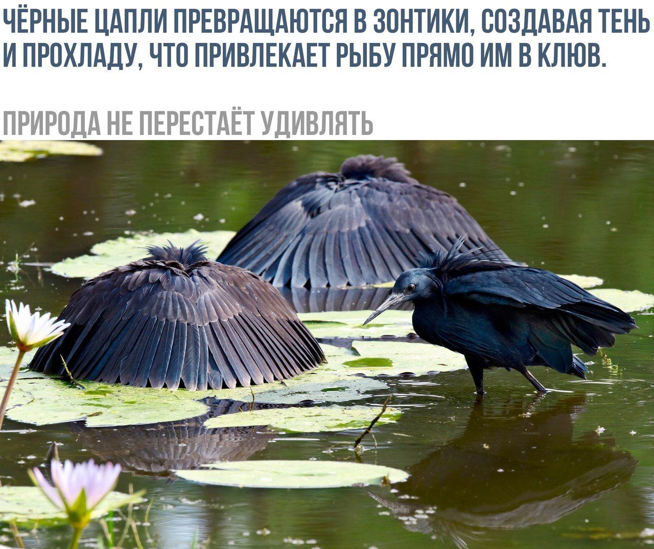 ЧЁРНЫЕ ЦАПЛИ ПРЕВРАЩАЮТСЯ В ЗОНТИКИ, СОЗДАВАЯ ТЕНЬ И ПРОХЛАДУ, ЧТО ПРИВЛЕКАЕТ РЫБУ ПРЯМО ИМ В КЛЮВ.
ПРИРОДА НЕ ПЕРЕСТАЁТ УДИВЛЯТЬ