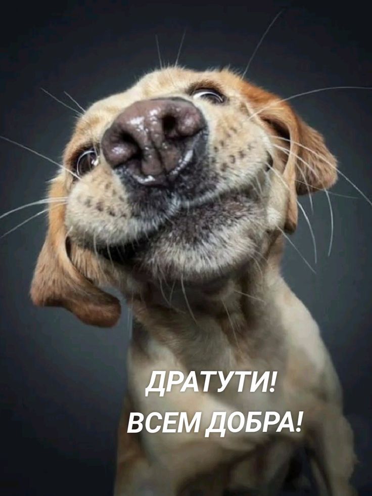 ДРАТУТИ! ВСЕМ ДОБРА!