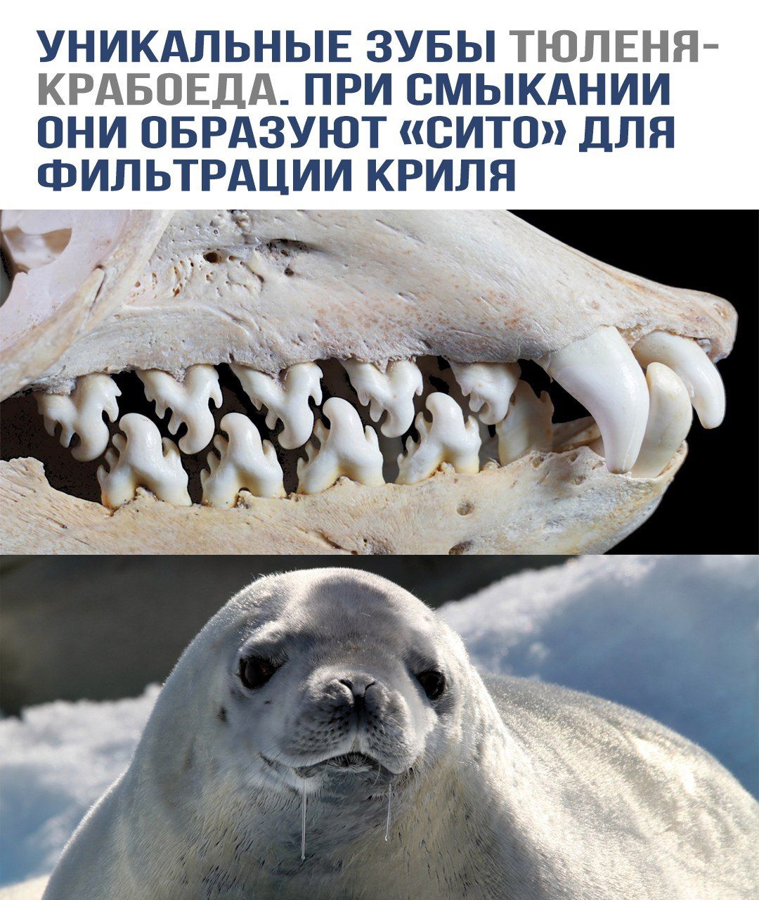 УНИКАЛЬНЫЕ ЗУБЫ ТЮЛЕНЯ-КРАБОЕДА. ПРИ СМЫКАНИИ ОНИ ОБРАЗУЮТ «СИТО» ДЛЯ ФИЛЬТРАЦИИ КРЫЛЯ