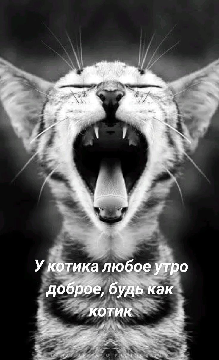У котика любое утро доброе, будь как котик