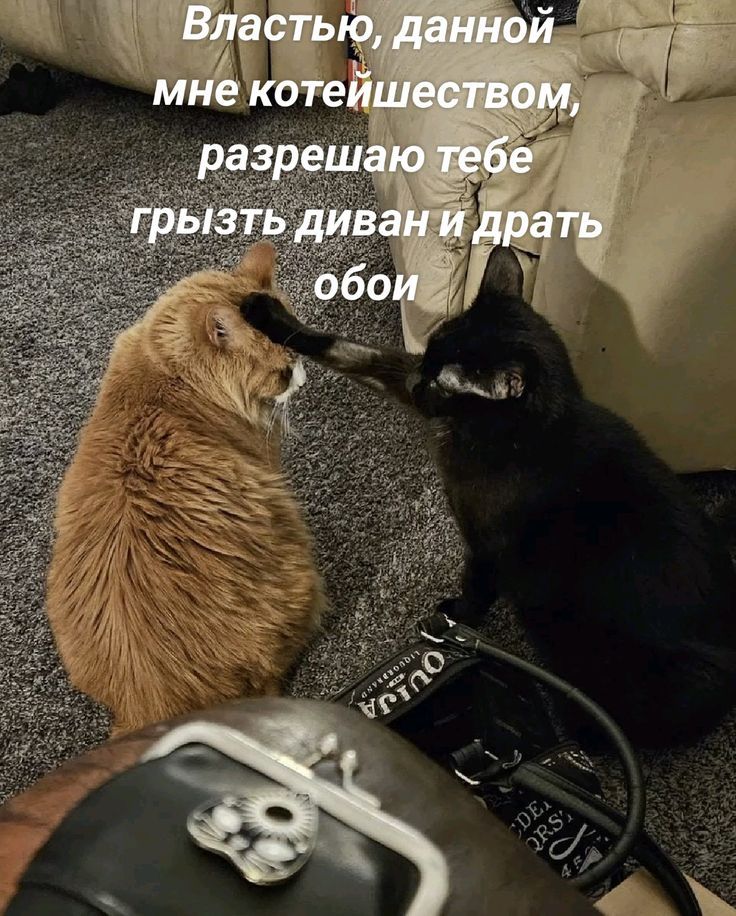 Властью, данной мне котейшеством, разрешаю тебе грызть диван и драть обои