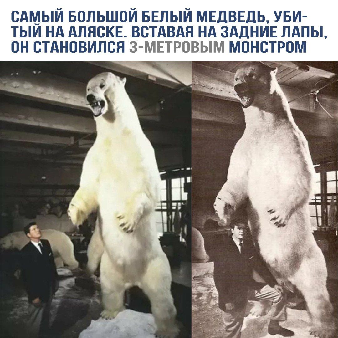 САМЫЙ БОЛЬШОЙ БЕЛЫЙ МЕДВЕДЬ, УБИТЫЙ НА АЛЯСКЕ. ВСТАВАЯ НА ЗАДНИЕ ЛАПЫ, ОН СТАНОВИЛСЯ 3-МЕТРОВЫМ МОНСТРОМ.