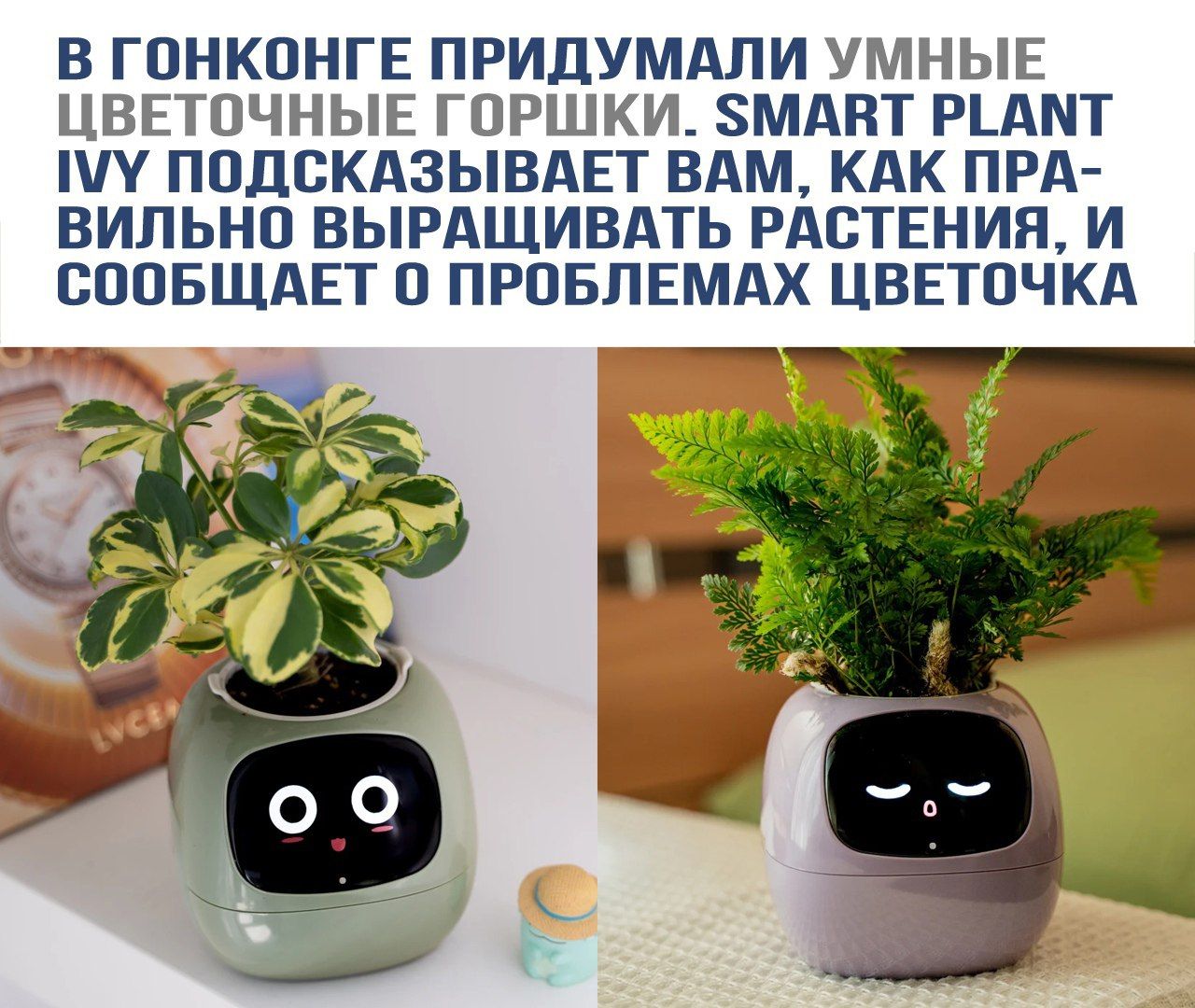 В ГОНКОНГЕ ПРИДУМАЛИ УМНЫЕ ЦВЕТОЧНЫЕ ГОРШКИ. SMART PLANT IVY ПОДСКАЗЫВАЕТ ВАМ, КАК ПРАВИЛЬНО ВЫРАЩИВАТЬ РАСТЕНИЯ, И СООБЩАЕТ О ПРОБЛЕМах ЦВЕТОЧКА.