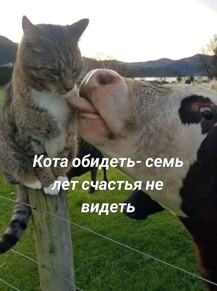 Кота обидеть- семь лет счастья не видеть