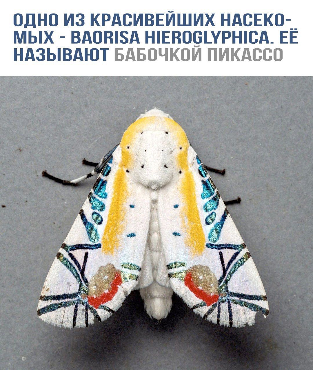 ОДНО ИЗ КРАСИВЕЙШИХ НАСЕКОМЫХ - BAORISA HIEROGLYPHICA. ЕЁ НАЗЫВАЮТ БАБОЧКОЙ ПИКАССО