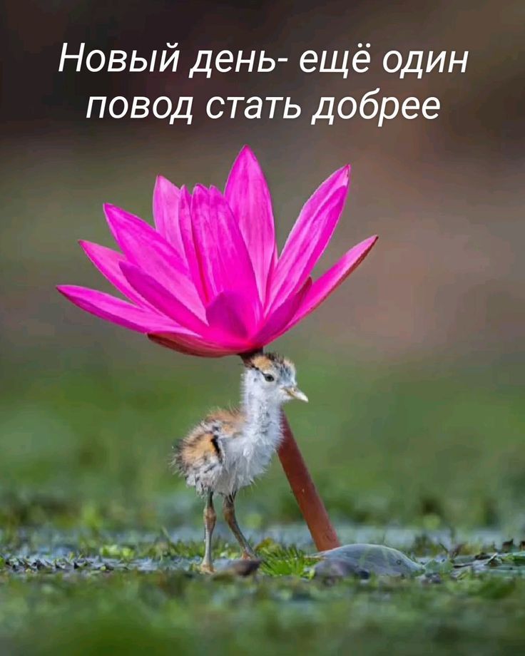 Новый день- ещё один повод стать добрее