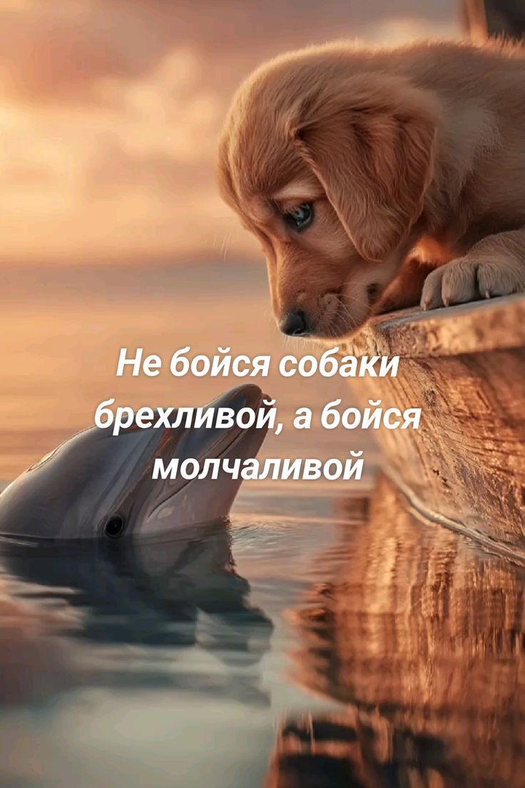 Не бойся собаки брехливой, а бойся молчаливой