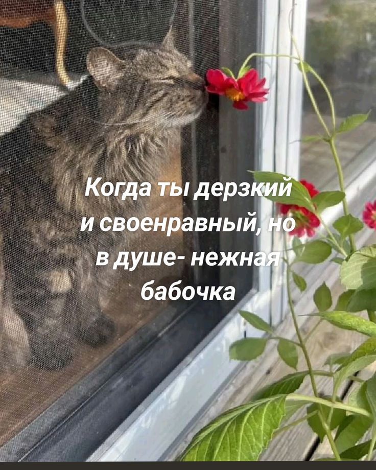 Когда ты дерзкий и своенравный, но в душе - нежная бабочка