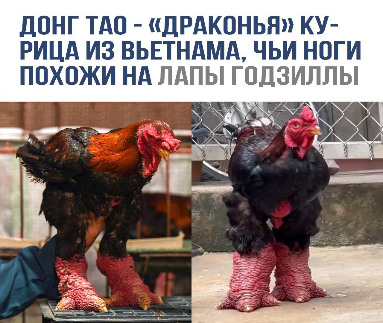 ДОНГ ТАО - «ДРАКОНЬЯ» КУ-РИЦА ИЗ ВЬЕТНАМА, ЧЬИ НОГИ ПОХОЖИ НА ЛАПЫ ГОДЗИЛЛЫ