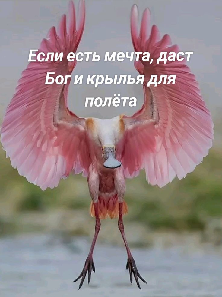 Если есть мечта, даст Бог и крылья для полёта