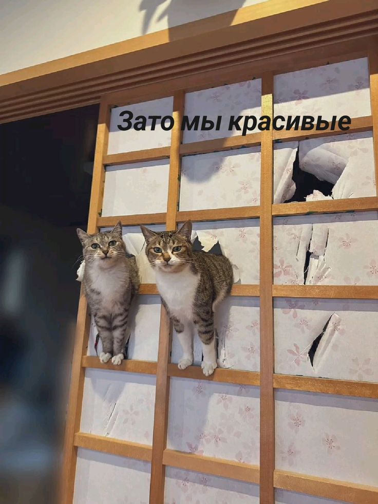 Зато мы красивые