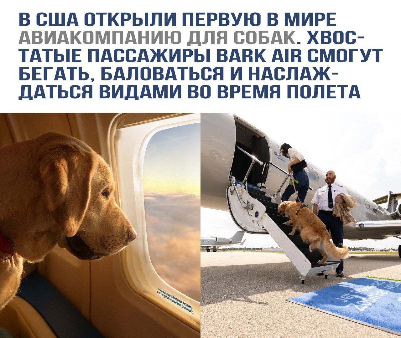 В США открыли первую в мире авиакомпанию для собак. Хвостатые пассажиры BARK AIR смогут бегать, баловаться и наслаждаться видами во время полета.