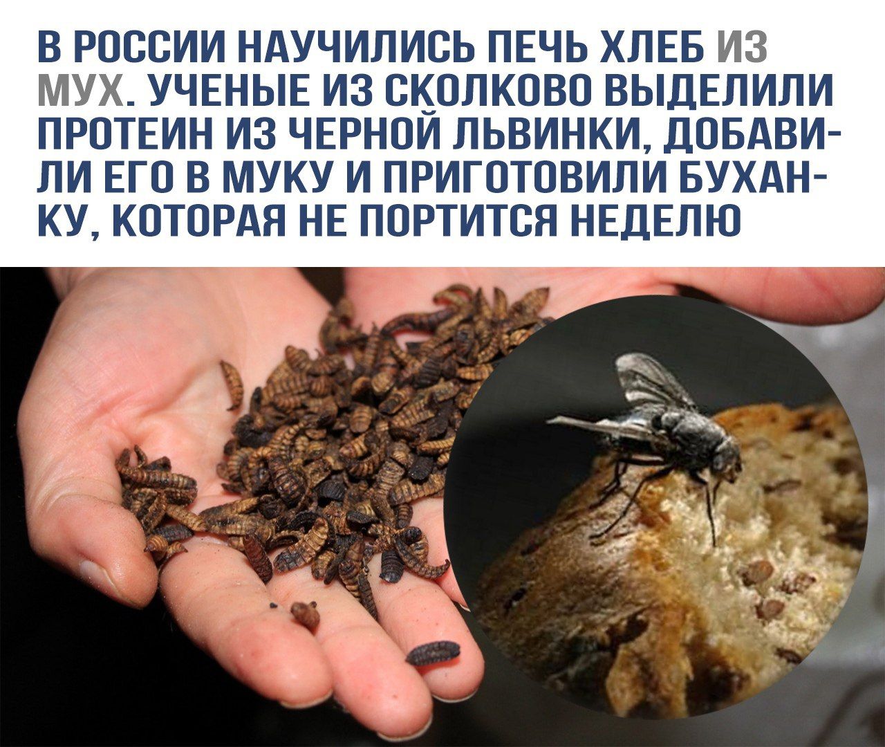 В РОССИИ НАУЧИЛИСЬ ПЕЧЬ ХЛЕБ ИЗ МУХ. УЧЕНЫЕ ИЗ СКОЛКОВО ВЫДЕЛИЛИ ПРОТЕИН ИЗ ЧЕРНОЙ ЛЬВИНКИ, ДОБАВИЛИ ЕГО В МУКУ И ПРИГОТОВИЛИ БУХАНКУ, КОТОРАЯ НЕ ПОРТИТСЯ НЕДЕЛЮ