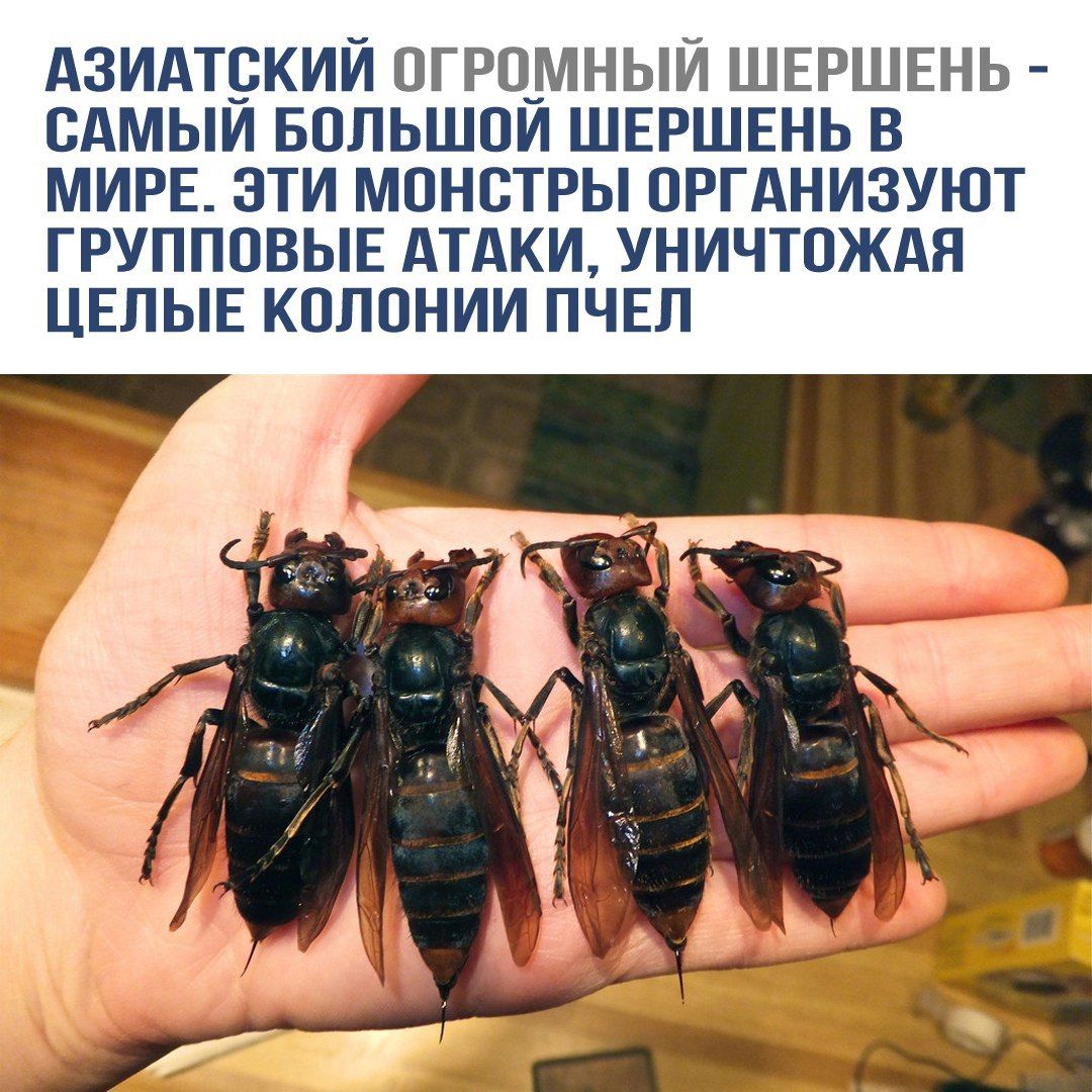 АЗИАТСКИЙ ОГРОМНЫЙ ШЕРШЕНЬ - САМОЙ БОЛЬШОЙ ШЕРШЕНЬ В МИРЕ. ЭТИ МОНСТРЫ ОРГАНИЗУЮТ ГРУППОВЫЕ АТАКИ, УНИЧТРОЖАЯ ЦЕЛЫЕ КОЛОНИИ ПЧЕЛ