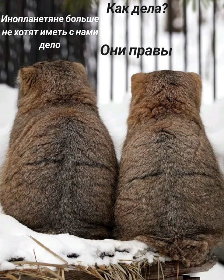 Как дела? Они правы
Инопланетяне больше не хотят иметь с нами дело