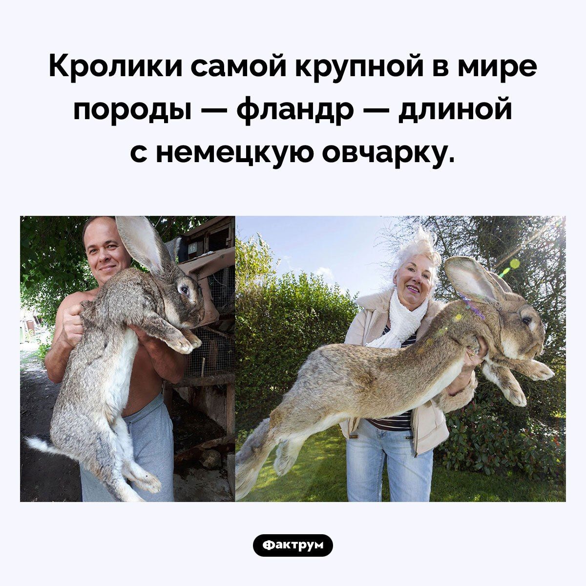 Кролики самой крупной в мире породы — фландр — длинной с немецкую овчарку.