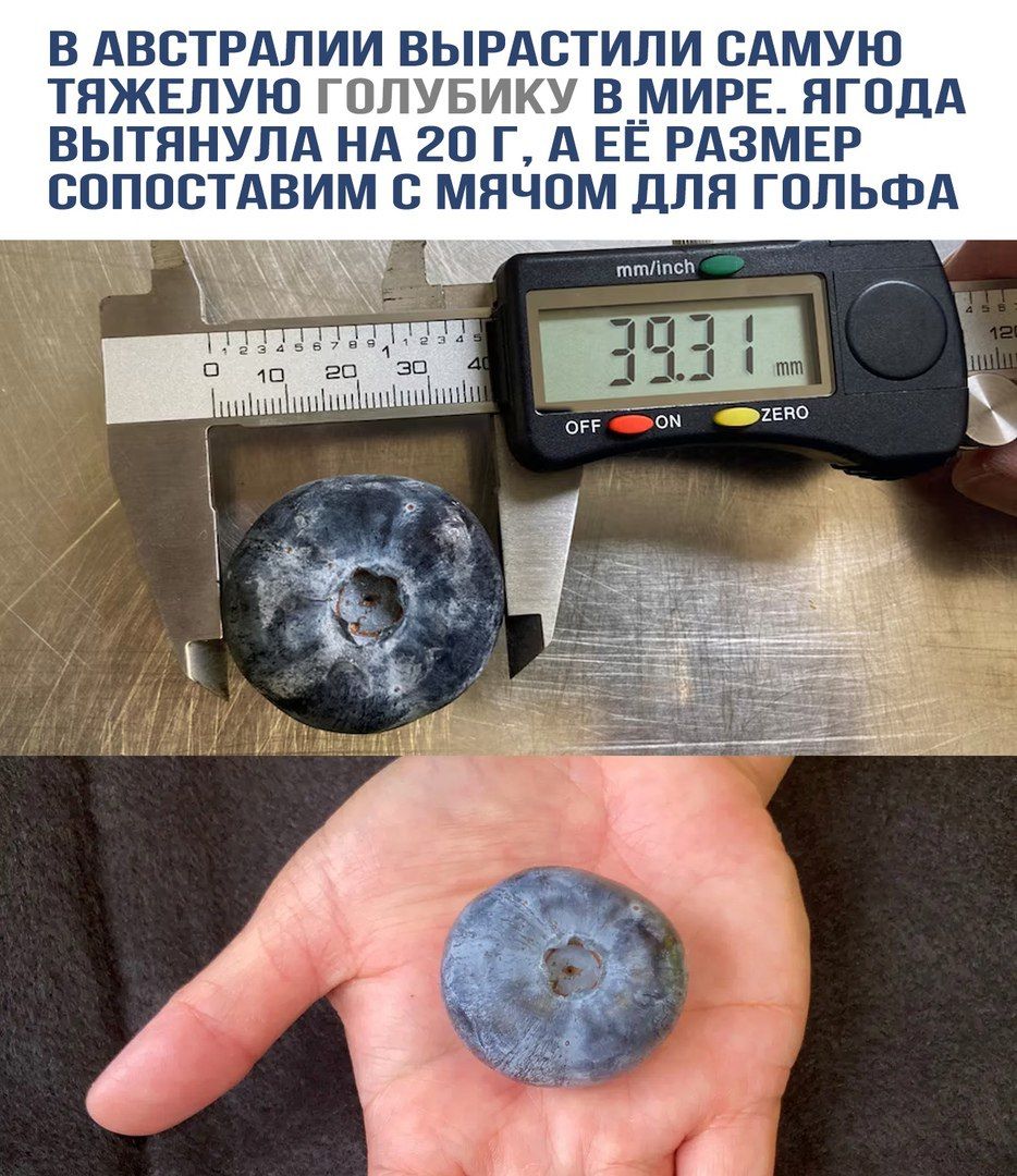 В Австралии вырастили самую тяжелую голубику в мире. Ягода вытянула на 20 г, а её размер сопоставим с мячом для гольфа.