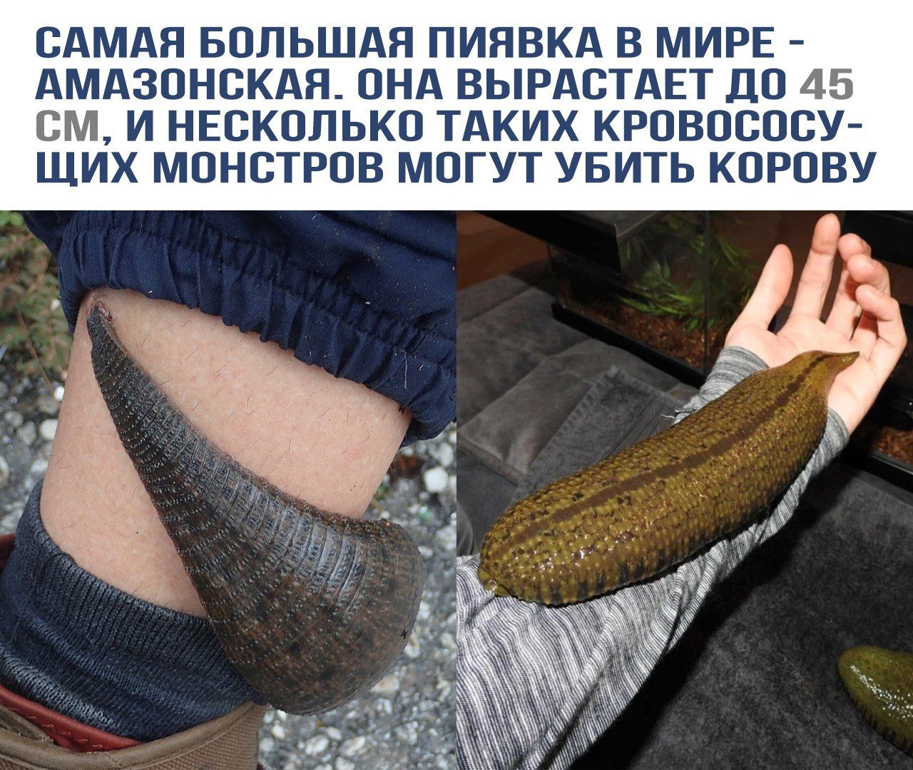 САМАЯ БОЛЬШАЯ ПИЯВКА В МИРЕ - АМАЗОНСКАЯ. ОНА ВЫРАСТАЕТ ДО 45 СМ, И НЕКОЛЬКО ТАКИХ КРОВОСОСУЩИХ МОНСТРОВ МОГУТ УБИТЬ КОРОВУ