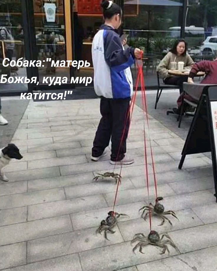 Собака: