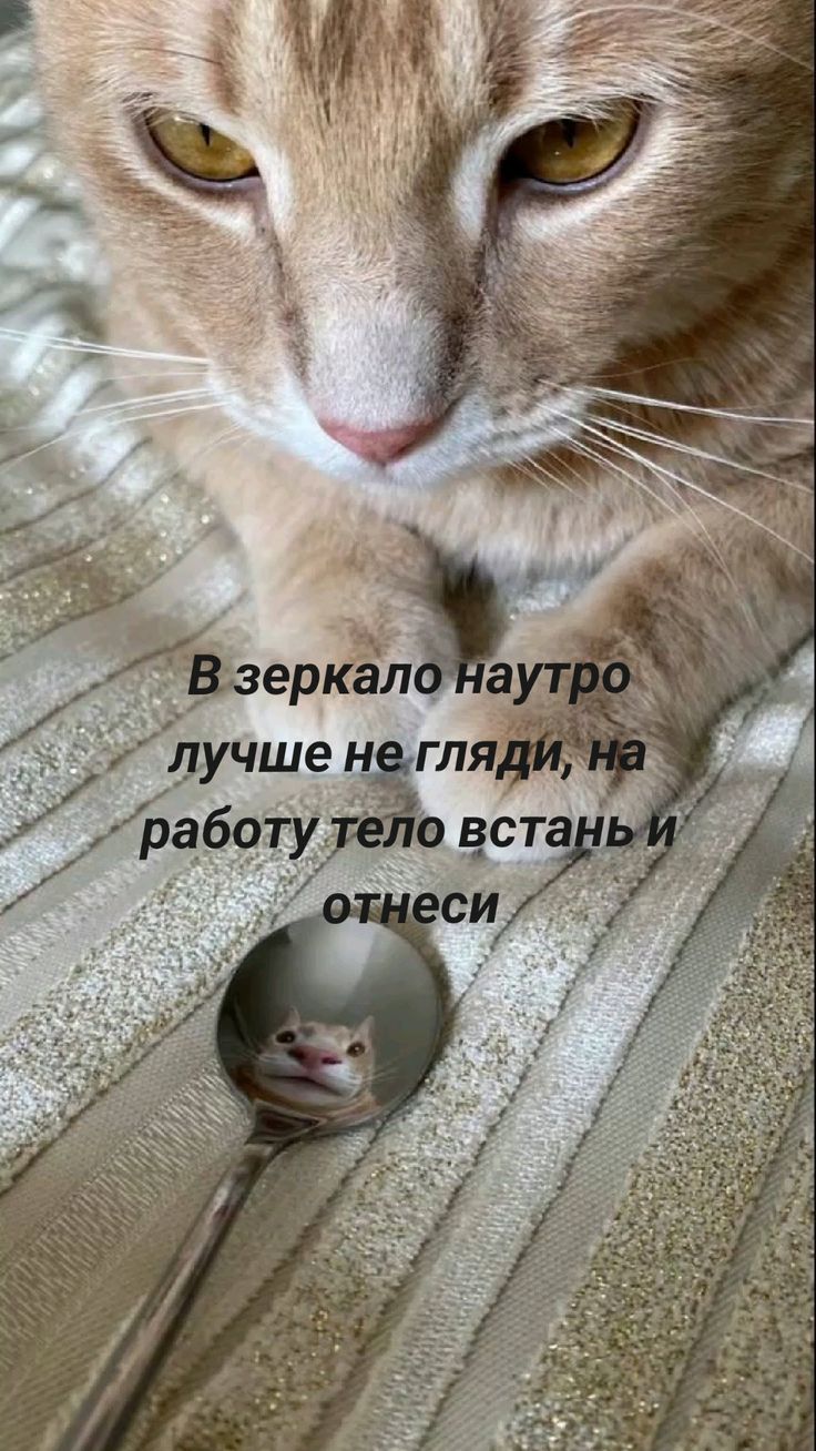 В зеркало наутро лучше не гляди, на работу тело встань и отнеси