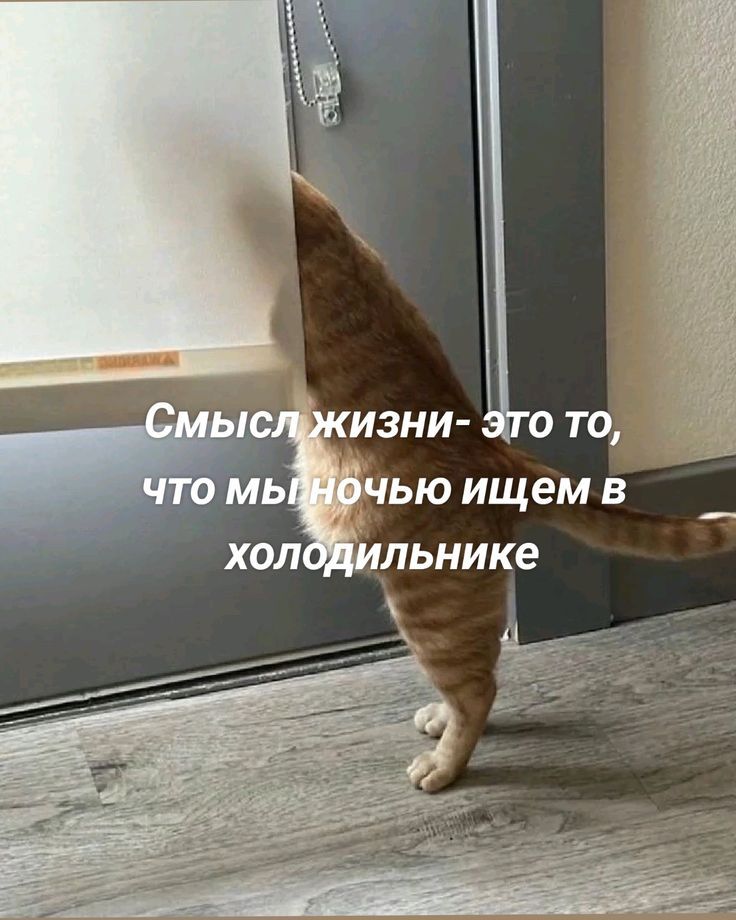 Смысл жизни- это то, что мы ночью ищем в холодильнике