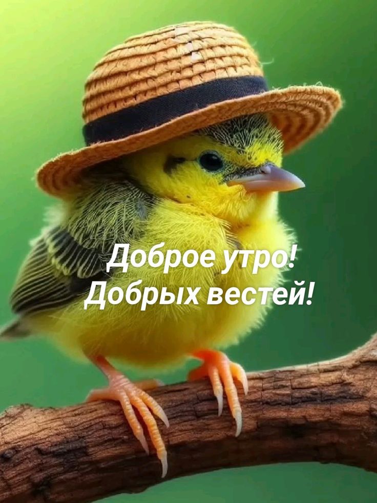 Доброе утро! Добрых вестей!