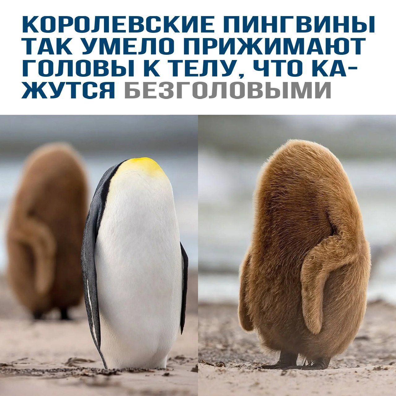 КОРОЛЕВСКИЕ ПИНГВИНЫ ТАК УМЕНО ПРИЖИМАЮТ ГОЛОВЫ К ТЕЛУ, ЧТО КАЖУТСЯ БЕЗГОЛОВЫМИ