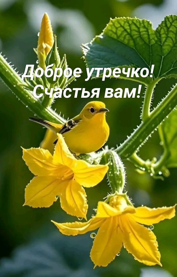 Доброе утречко! Счастья вам!