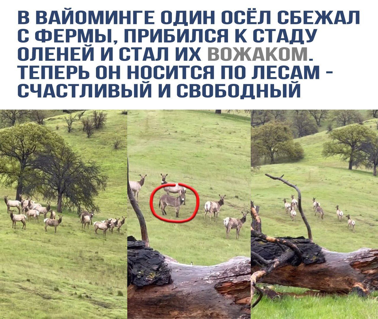 В Вайомине один осел сбежал с фермы, прибился к стаду оленей и стал их вожаком. Теперь он носится по лесам - счастливый и свободный.
