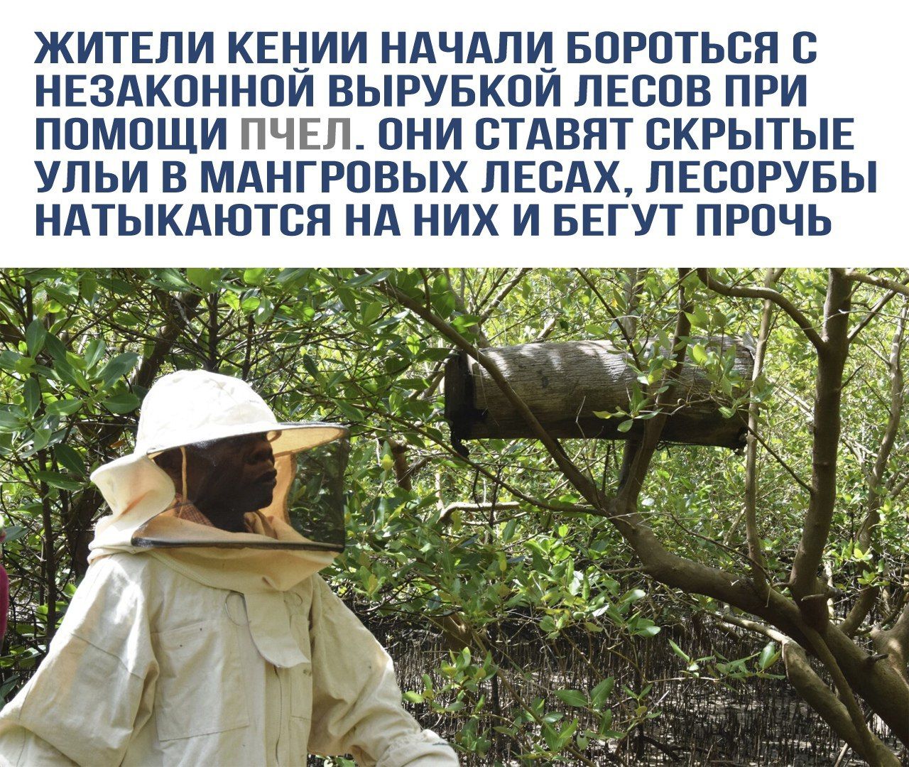 ЖИТЕЛИ КЕНИИ НАЧАЛИ БОРОТЬСЯ С НЕЛЕГАЛЬНОЙ ВЫРУБКОЙ ЛЕСОВ ПРИ ПОМОЩИ ПЧЕЛ. ОНИ СТАВЯТ СКРЫТЫЕ УЛЬИ В МАНГРОВЫХ ЛЕСАХ, ЛЕСОРУБЫ НАТЫКАЮТСЯ НА НИХ И БЕГУТ ПРОЧЬ.