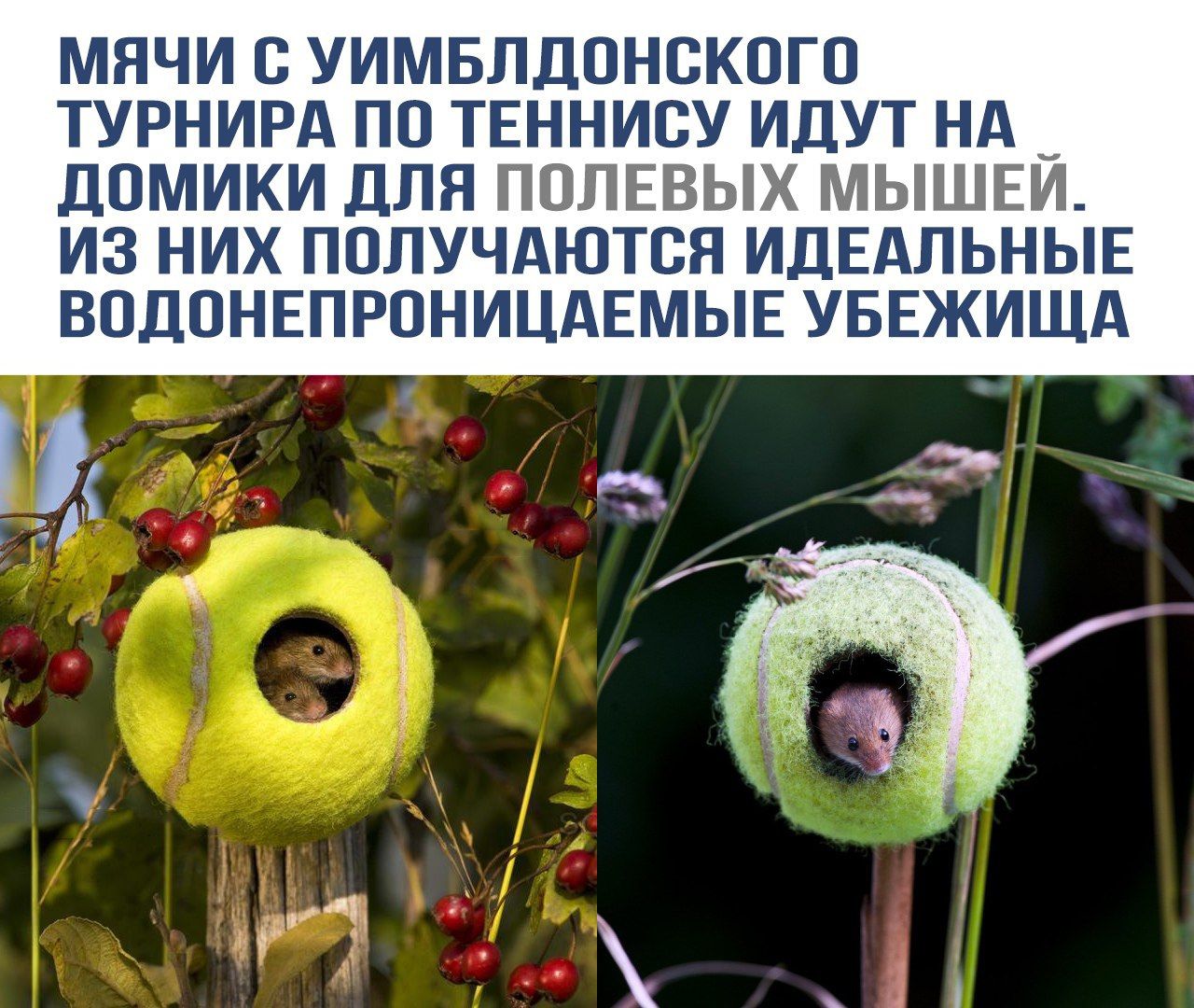 Мячи с Уимблдонского турнира по теннису идут на домики для полевых мышей. Из них получаются идеальные водонепроницаемые убежища.