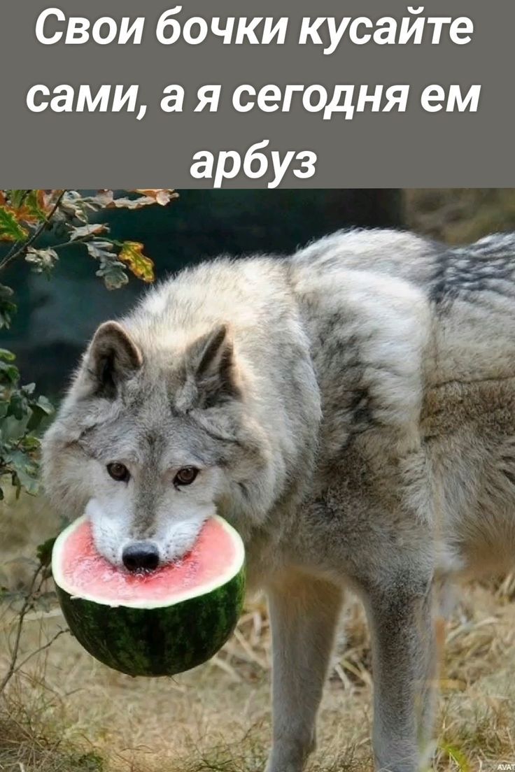 Свои бочки кусайте сами, а я сегодня ем арбуз
