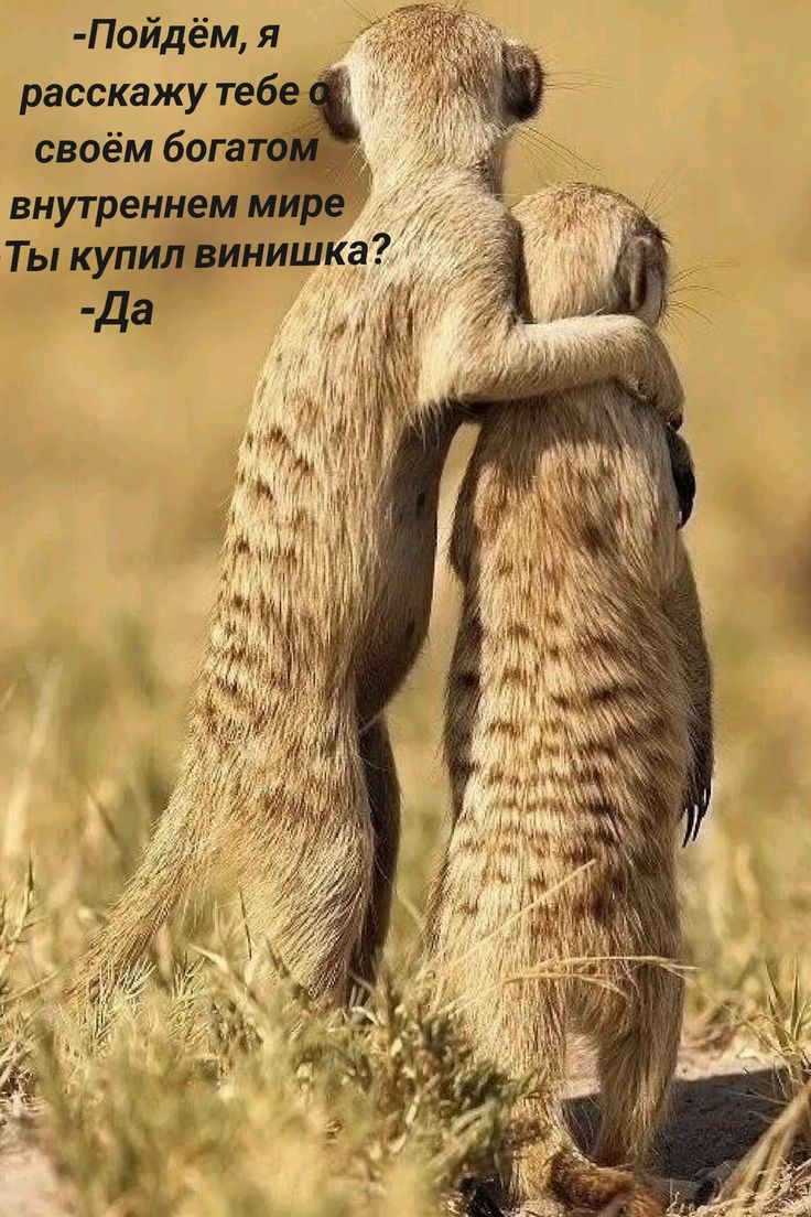 -Пойдем, я расскажу тебе о своем богатом внутреннем мире. Ты купил винишко? -Да