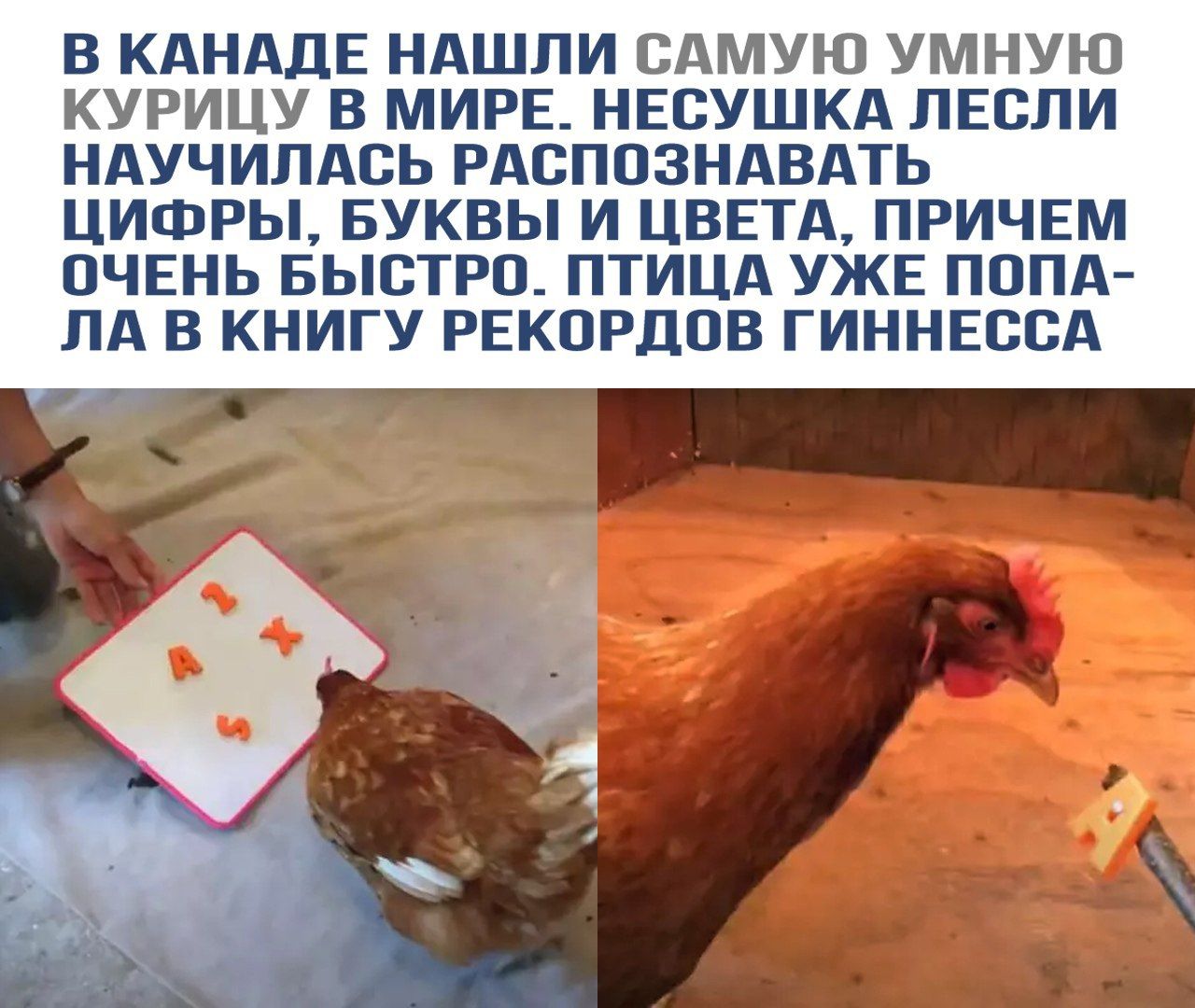 В КАНАДЕ НАШЛИ САМУЮ УМНУЮ КУРИЦУ В МИРЕ. НЕСУШКА ЛЕСИ НАУЧИЛАСЬ РАСПОЗНАВАТЬ ЦИФРЫ, БУКВЫ И ЦВЕТА, ПРИЧЕМ ОЧЕНЬ БЫСТРО. ПТИЦА УЖЕ ПОПАЛА В КНИГУ РЕКОРДОВ ГИННЕССА