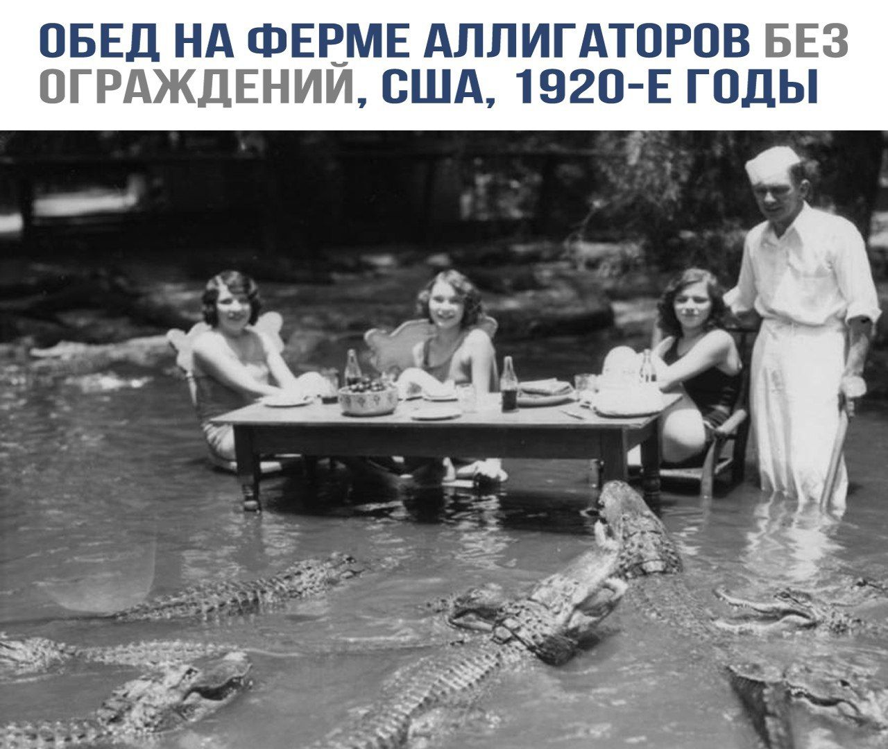 ОБЕД НА ФЕРМЕ АЛЛИГУАТОРОВ БЕЗ ОГРАЖДЕНИЙ, СШA, 1920-Е ГОДЫ