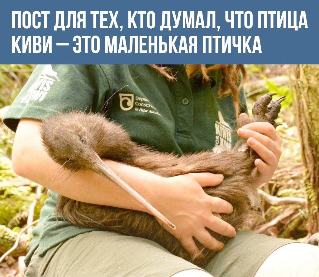 ПОСТ ДЛЯ ТЕХ, КТО ДУМАЛ, ЧТО ПТИЦА КИВИ – ЭТО МАЛЕНЬКАЯ ПТИЧКА