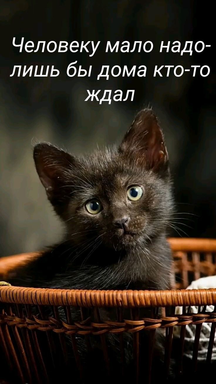 Человеку мало надо- лишь бы дома кто-то ждал