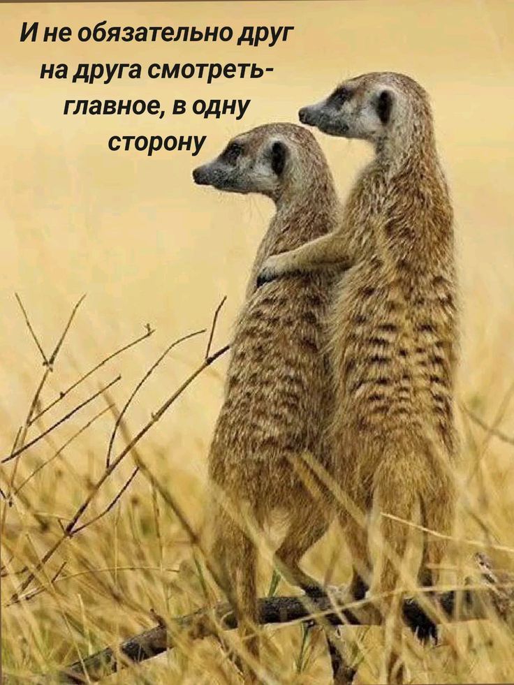 И не обязательно друг на друга смотреть-
главное, в одну сторону